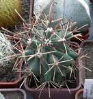 Выставка 23-25.09.2011 на Куликовом поле