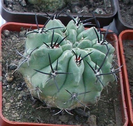 Выставка 23-25.09.2011 на Куликовом поле