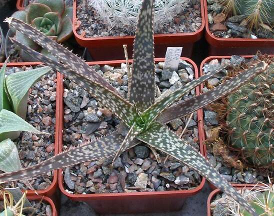 Выставка 23-25.09.2011 на Куликовом поле