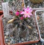 Выставка 23-25.09.2011 на Куликовом поле