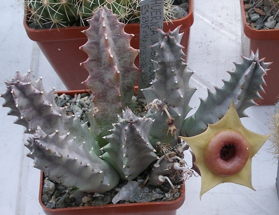 Выставка 23-25.09.2011 на Куликовом поле