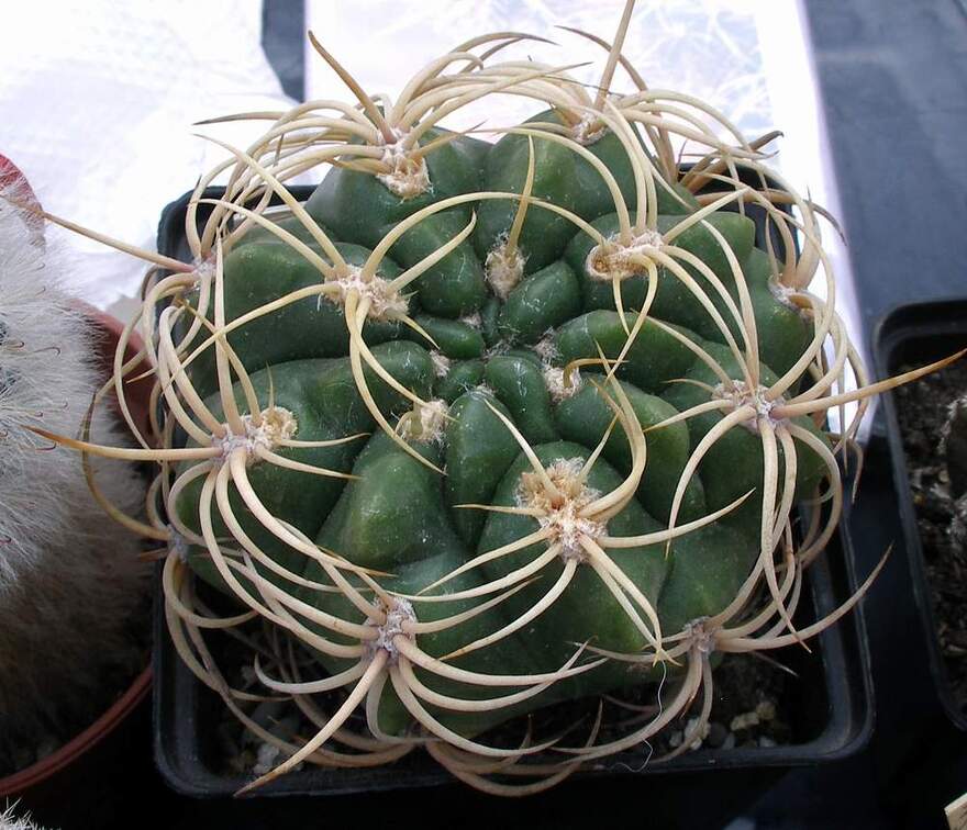 Выставка 23-25.09.2011 на Куликовом поле