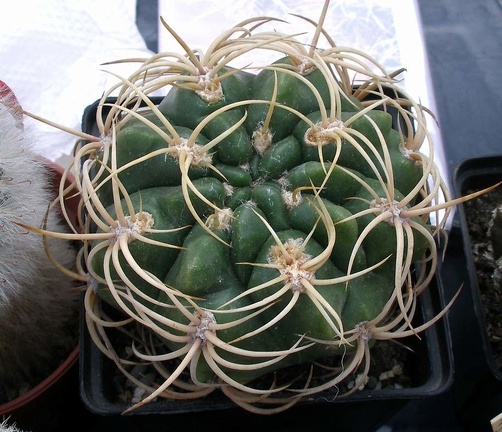 Выставка 23-25.09.2011 на Куликовом поле