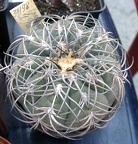 Выставка 23-25.09.2011 на Куликовом поле