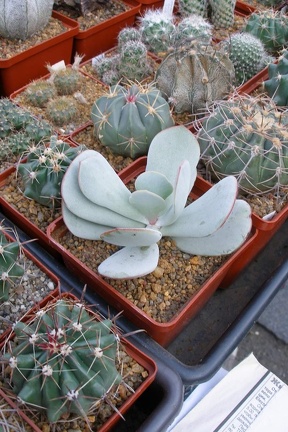 Выставка 23-25.09.2011 на Куликовом поле