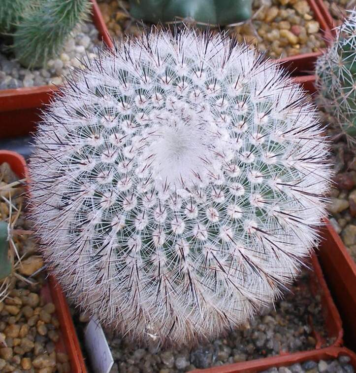 Выставка 23-25.09.2011 на Куликовом поле