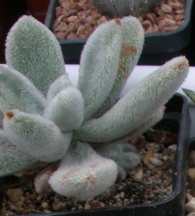 Выставка 23-25.09.2011 на Куликовом поле