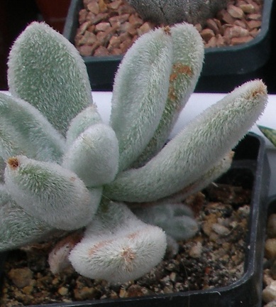 Выставка 23-25.09.2011 на Куликовом поле