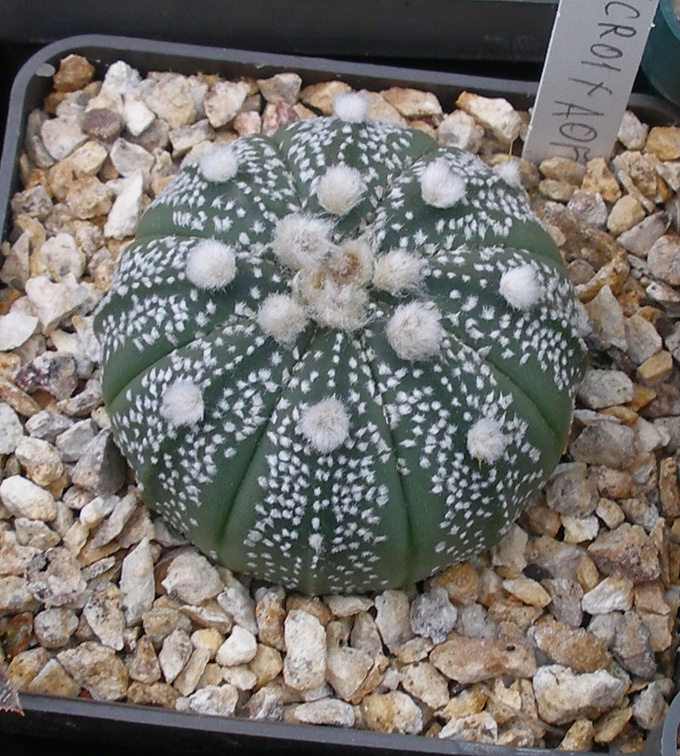 Выставка 23-25.09.2011 на Куликовом поле