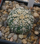 Выставка 23-25.09.2011 на Куликовом поле