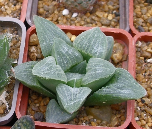 Выставка 23-25.09.2011 на Куликовом поле