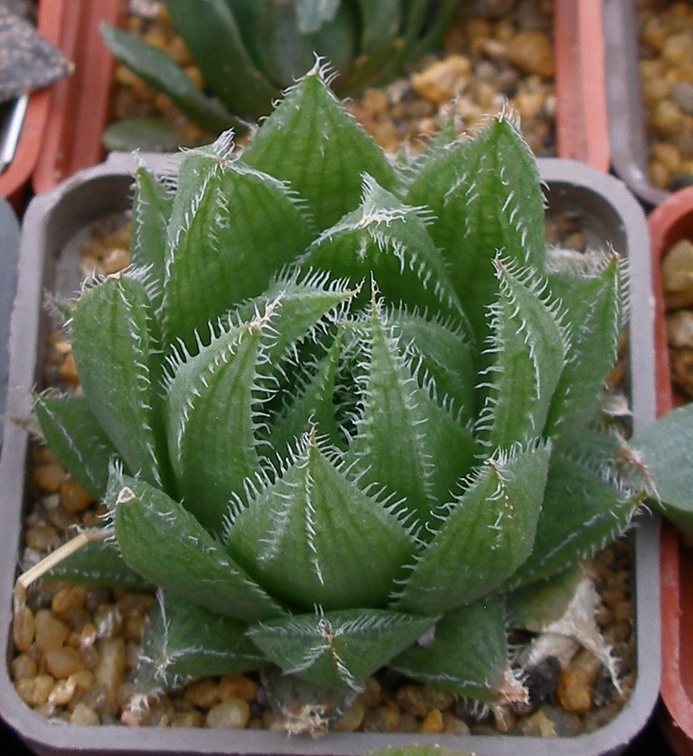 Выставка 23-25.09.2011 на Куликовом поле