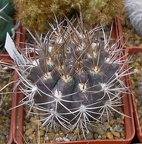 Выставка 23-25.09.2011 на Куликовом поле