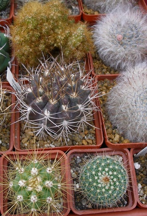 Выставка 23-25.09.2011 на Куликовом поле