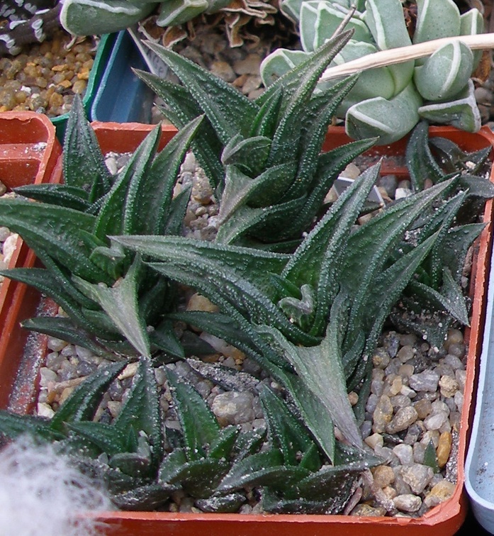 Выставка 23-25.09.2011 на Куликовом поле