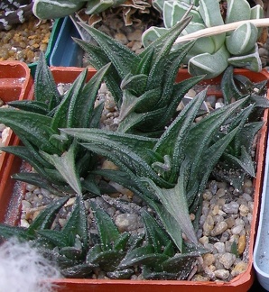 Выставка 23-25.09.2011 на Куликовом поле