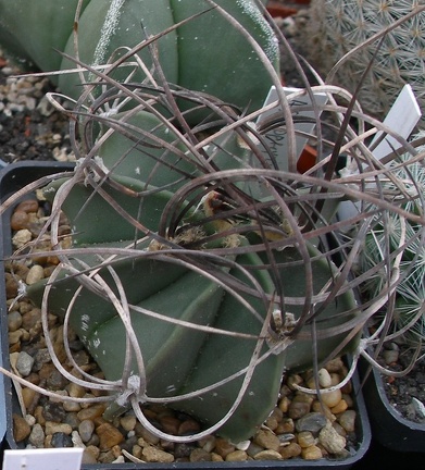 Выставка 23-25.09.2011 на Куликовом поле