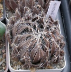 Выставка 23-25.09.2011 на Куликовом поле