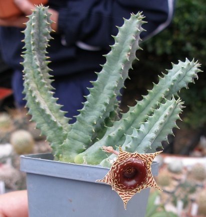 Выставка 23-25.09.2011 на Куликовом поле