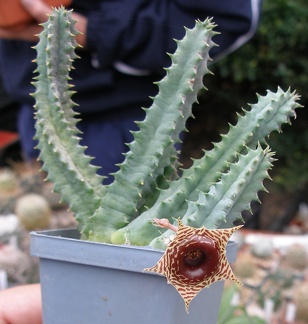 Выставка 23-25.09.2011 на Куликовом поле