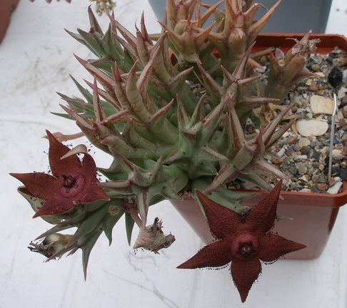 Выставка 23-25.09.2011 на Куликовом поле