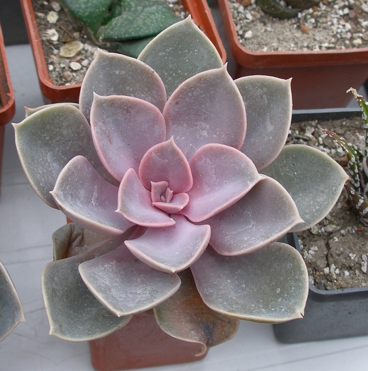 Выставка 23-25.09.2011 на Куликовом поле