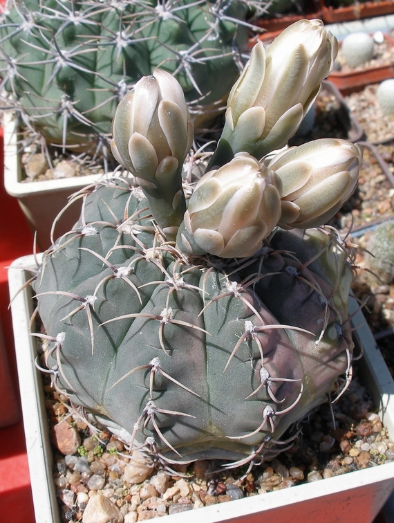 Выставка 25-27.05.2012 на Куликовом поле