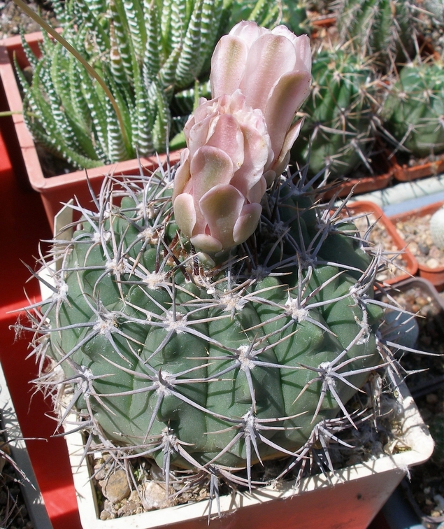 Выставка 25-27.05.2012 на Куликовом поле