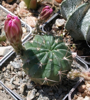 Выставка 25-27.05.2012 на Куликовом поле