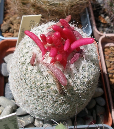 Выставка 25-27.05.2012 на Куликовом поле