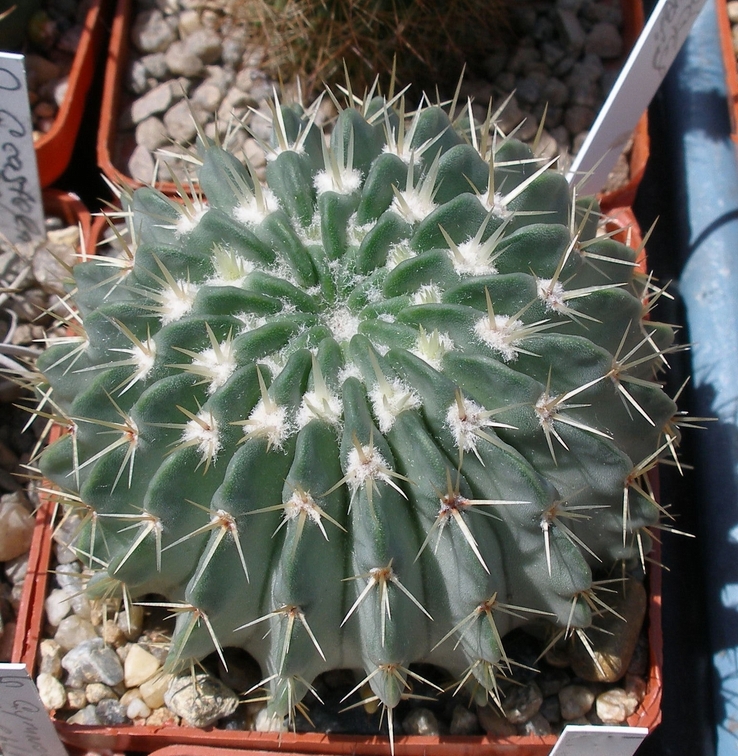 Выставка 25-27.05.2012 на Куликовом поле