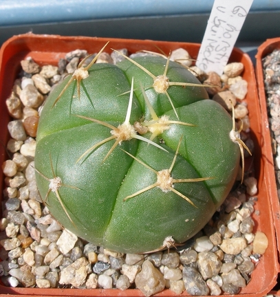 Выставка 25-27.05.2012 на Куликовом поле