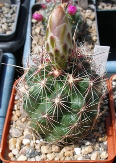 Выставка 25-27.05.2012 на Куликовом поле