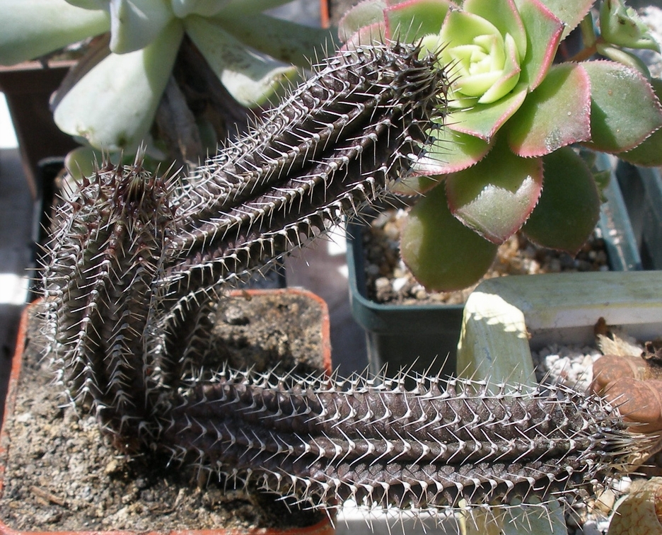 Выставка 25-27.05.2012 на Куликовом поле