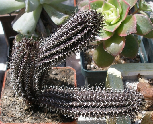 Выставка 25-27.05.2012 на Куликовом поле