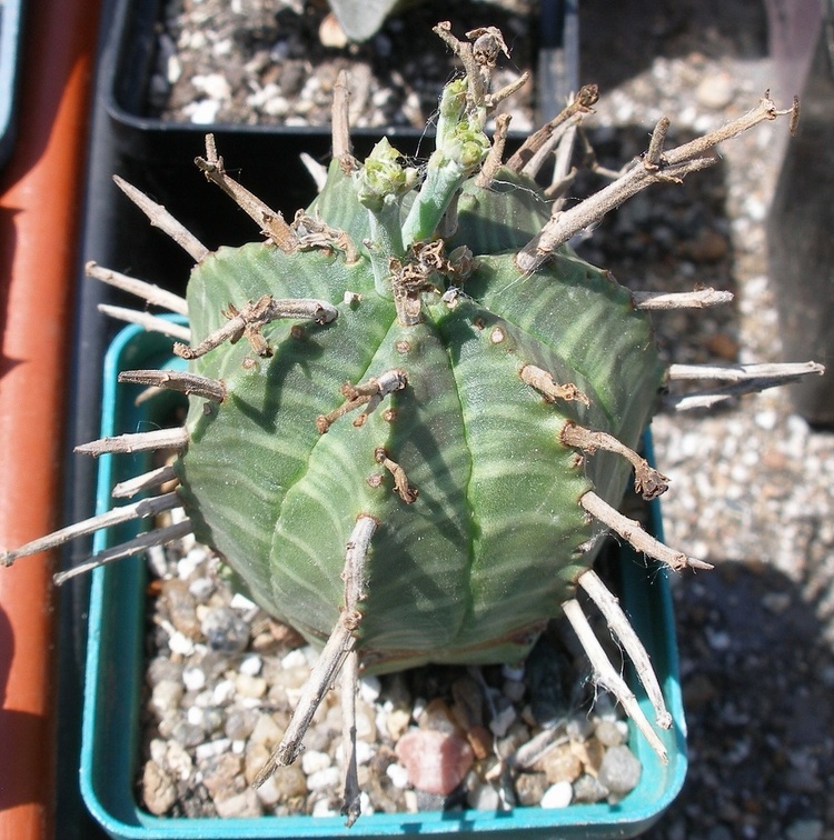 Выставка 25-27.05.2012 на Куликовом поле