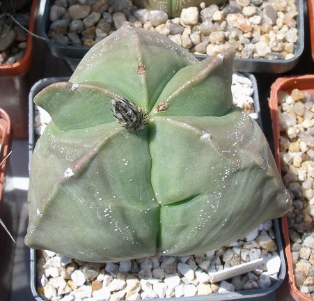 Выставка 25-27.05.2012 на Куликовом поле