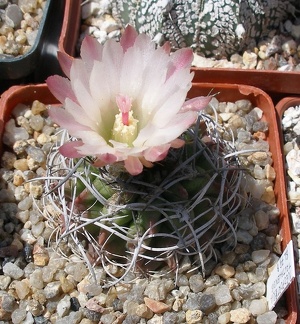 Выставка 25-27.05.2012 на Куликовом поле