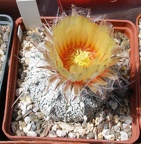 Выставка 25-27.05.2012 на Куликовом поле