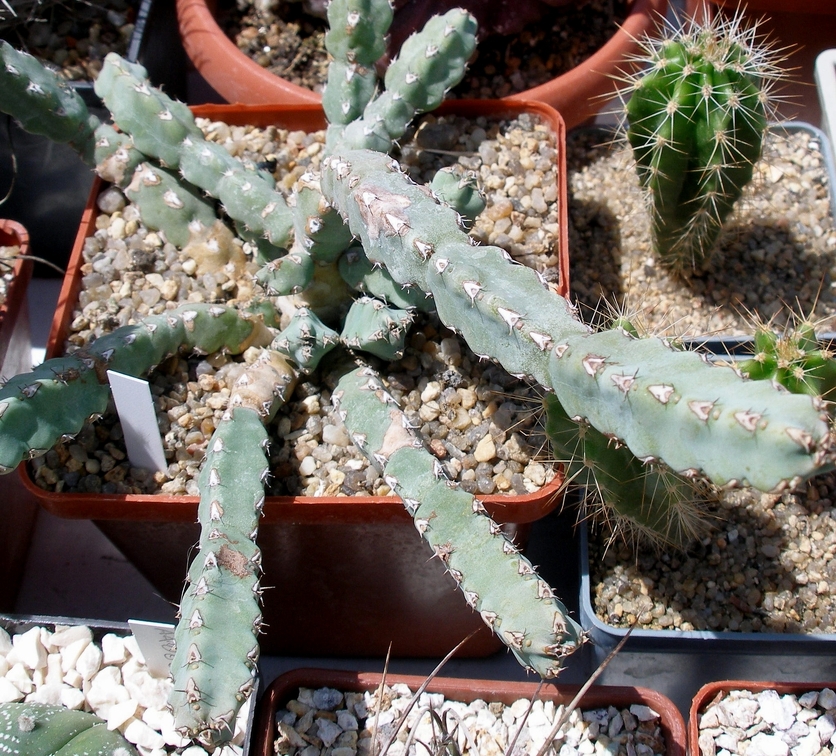 Выставка 25-27.05.2012 на Куликовом поле