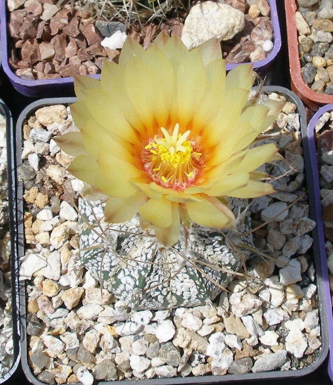 Выставка 25-27.05.2012 на Куликовом поле