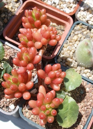 Выставка 25-27.05.2012 на Куликовом поле