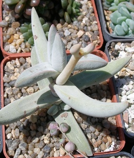 Выставка 25-27.05.2012 на Куликовом поле