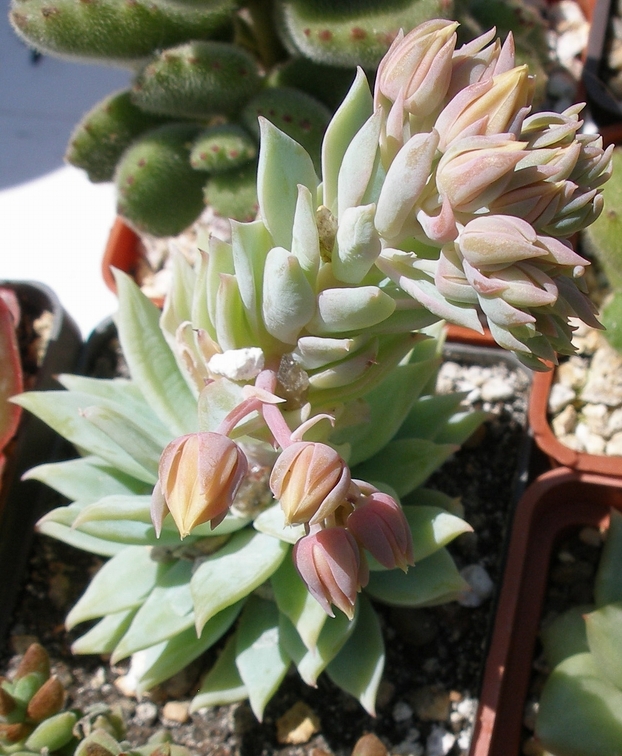 Выставка 25-27.05.2012 на Куликовом поле