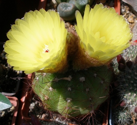 Выставка 25-27.05.2012 на Куликовом поле