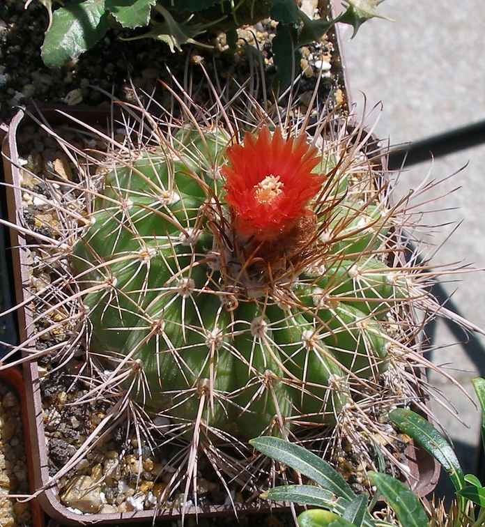 Выставка 25-27.05.2012 на Куликовом поле