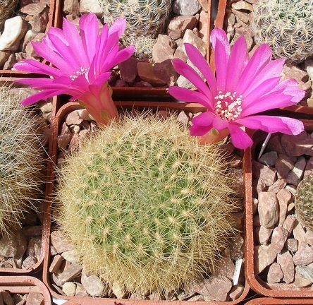 Выставка 25-27.05.2012 на Куликовом поле