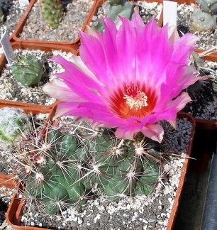 Выставка 25-27.05.2012 на Куликовом поле