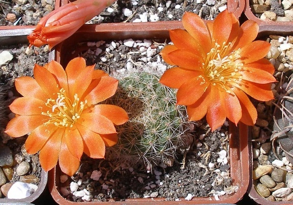 Выставка 25-27.05.2012 на Куликовом поле