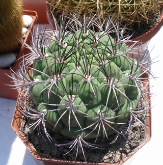 Выставка 25-27.05.2012 на Куликовом поле